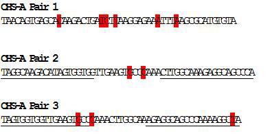CHS-A/J TALEN 고안. TALEN binding site (밑줄), CHS-A/CHS-J mismatch location (빨간색 음영))