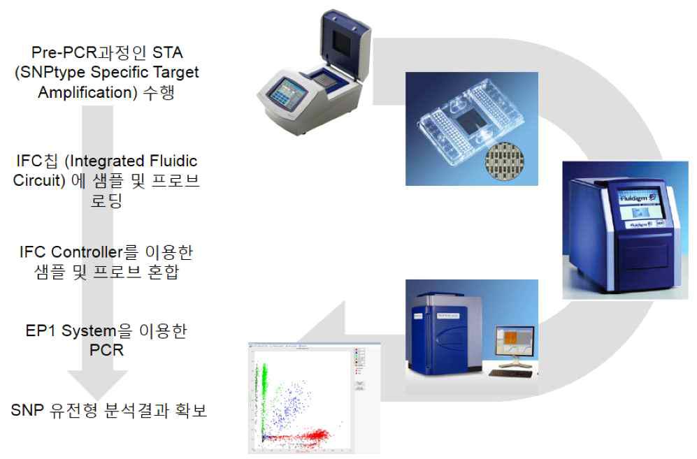 Bio-MarkTM HD system 및 EP1 system을 이용한 SNP 유전형 분석방법 및 수행절차
