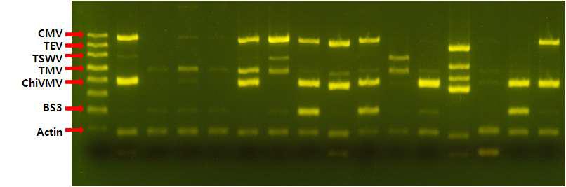 고추유전자원의 분자표지를 이용한 병저항성평가 결과(저항성 PCR)