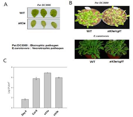 Response of bacterial infection in N-glycosylation mutant plants