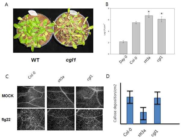 Golgi localized modification of N-glycan has effect on plant pathogen