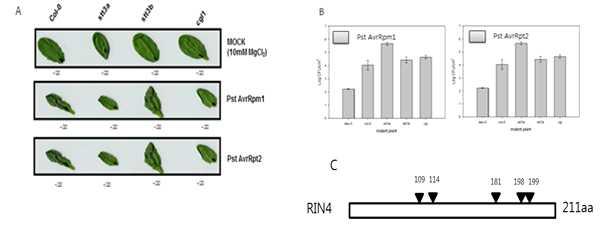 ETI response in stt3a and cgl1 mutant plants