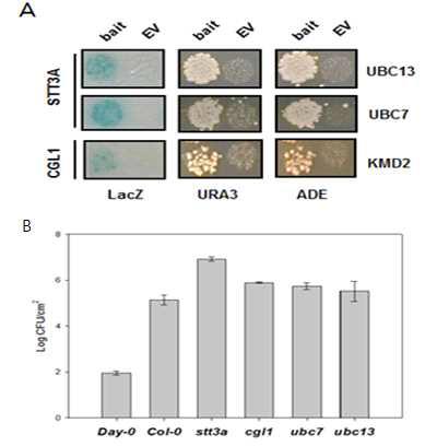 Physical interaction of STT3A and CGL1 with protein degradation factor, UBC7, UBC13, KMD2
