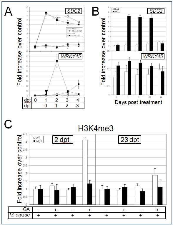 SDG2, WRKY45 유전자의 GA 및 친화적 도열병균 KI197 접종에 의한 전사변화 및 WRKY45 promoter 부근의 염색체 구조 변화 분석