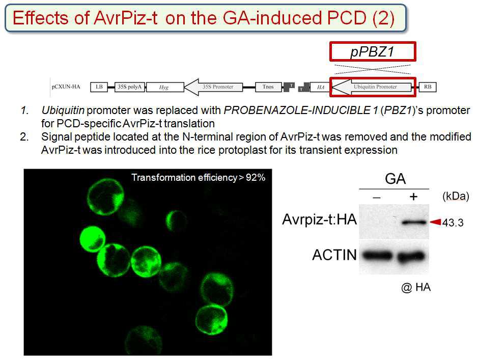 세포괴사와 AvrPiz-t 단백질 발현 간 관계를 조사하였다. pCXUN-HA vector에 세포괴사 특이적 벼 PBZ1 프로모터와 AvrPiz-t를 도입한 후 이 운반체를 벼 원형질체에 도입하였 다.