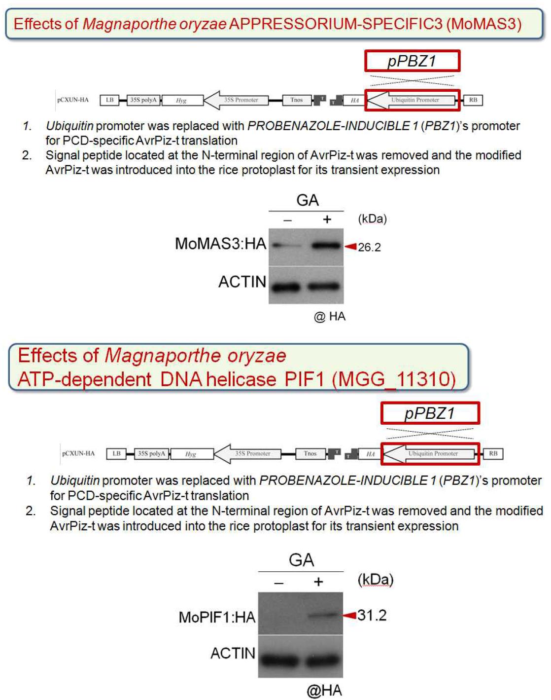 벼 원형질체에서 APPRESSORIUM-SPECIFIC3 (MoMAS3)와 ATP-dependent DNA helicase PIF1 (MGG_11310) 유전자의 발현. AvrPiz-t와 유사하게 GA 유도성 세포괴 사 상황에서 단백질 발현이 유도됨을 알 수 있다.