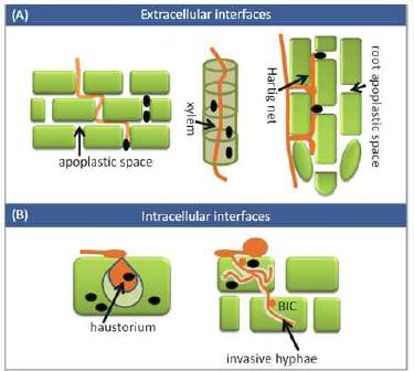 세균의 1차 기주 접촉 장소인 extracellular interface와 진균의 접촉 최전선인 intercellular interface