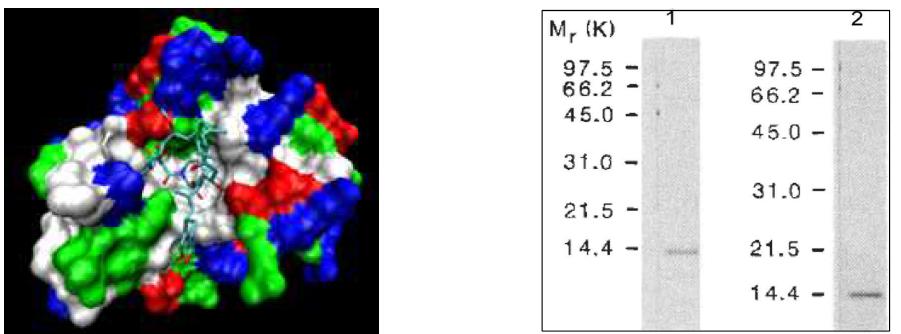 FK binding protein과 FK506의 결합상태