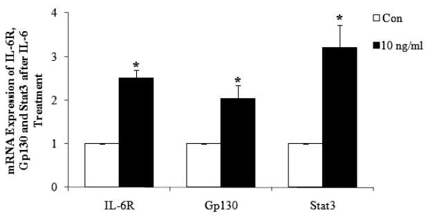 IL-6 처리하였을 때 IL-6 receptor, GP130 및 stat3 mRNA발현에 대한 영향. IL-6 receptor, GP130 및 stat3 mRNA발현은 10ng/ml 처리군에서 유의적을 증가시켰다.