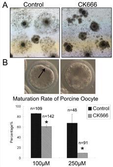 CK666 처리가 돼지난자성숙억제에 대한 영향을 관찰 (A) CK666 처리 후 난구세 포의 확장의 억제. (B) CK666 처리 시 돼지난자의 성숙율 감소하였다.
