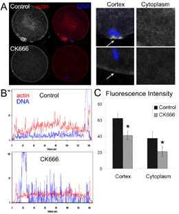 CK666 처리 시 핵의 액틴이 감소되는 것을 확인. (A) 대조군 난자에는 앤틴 cap이 형성되어 있다. CK666 처리군 난자에는 액틴 cap형성, 핵막이 형성되지 않았으며 세포질내 원형질막이 감소. (B) CK666처리군의 난자내 액틴의 형광강도는 크게 감소. (C) CK666처리군 의 actin의 형광강도를 측정하였다