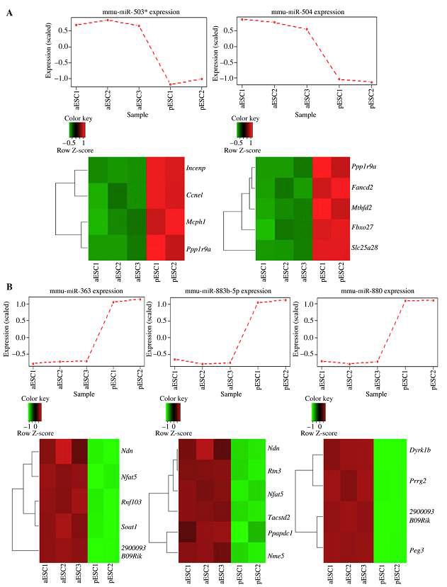 처녀생식과 동정생식유래 배아줄기세포 중에서miRNA-mRNA 대상점의 샘플에 대한결과 A: 부계유전자 miR503와 504가 모계인지유전자 Ppp1r9a a와 기타 유전자의 발현과 부 합 된다고 가설한다. B：모계유전자의miR-880， miR-883b-5p 과 miR-363 이 부계 인지유전 자 Peg3，Ndn 과 기타 유전자의 발현과 부합된다고 가설한다