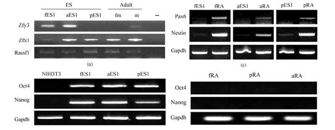 A）대표적인 PCR 성별반응. PCR산물은 배태간세포 혹은 성체세포에서 기원되었다. B) 신경주세포 c）비타민A로 6일동안 처리한 분화세포. fES 수정된 배태간세포， pES 처녀생식배아줄기세포 fm：자성성체세포； m 웅성성체세포