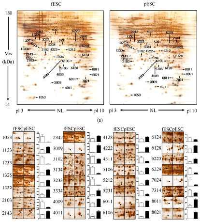 수정과 처녀생식배아줄기세포속의 단백질 차이 분석. A) 2-DE 젤 이용한 PESC단백질전기용 분석, b）2-DE 젤 이용한 분석.