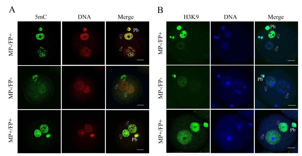 원핵단계의 정상적인 마우스 배아의 메틸화분포 및 히스톤H3K9메틸화분포도. MP-/FP+는 웅성전핵에는 발현하지 않고 자성전핵에서만 발현하는 것; MP-/FP-：자웅 성전핵에서 모두 발현하지 않거나 매우 적게 발현하는 것; MP+/FP+：자웅성전핵에 모두 대 량으로 발현하는 것.