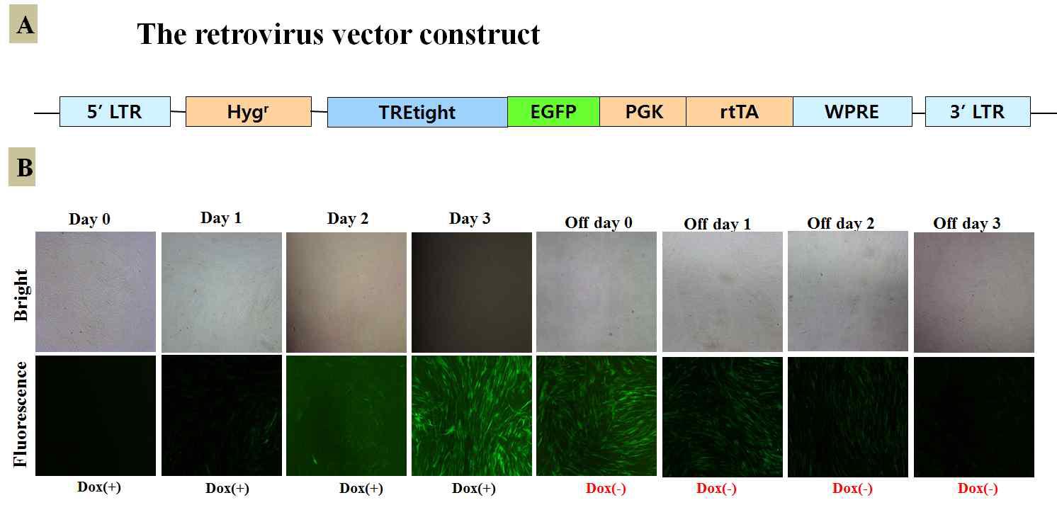 형질전환 세포주의 체외체계에서의 정상적인 on/off시스템 확인.