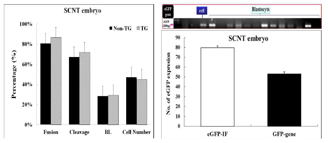 형질전환 세포주와 정상세포주를 사용하여 형질전환복제배아를 생산하였을 때 융합율, 분할율, 배반포 발달율 및 배반포내 총세포수, GFP 유전자 발현을 관찰.