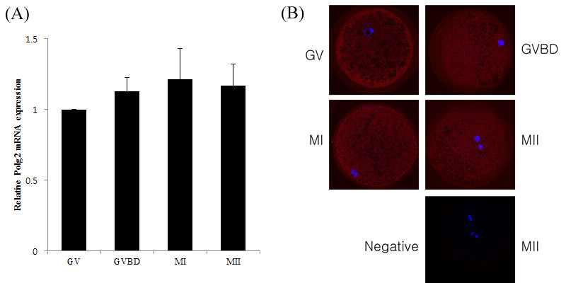 돼지 난자의 체외성숙단계에서 GV, GVBD, MI, MII 단계에서 Polg2의 mRNA와 단백질의 발현. GV, GVBD, MI, MII 단계에서 Polg2의 mRNA와 단백질은 모두 변화가 없이 일정하게 발현되었다. 단백질의 세포질에 균일하게 발현하였다.