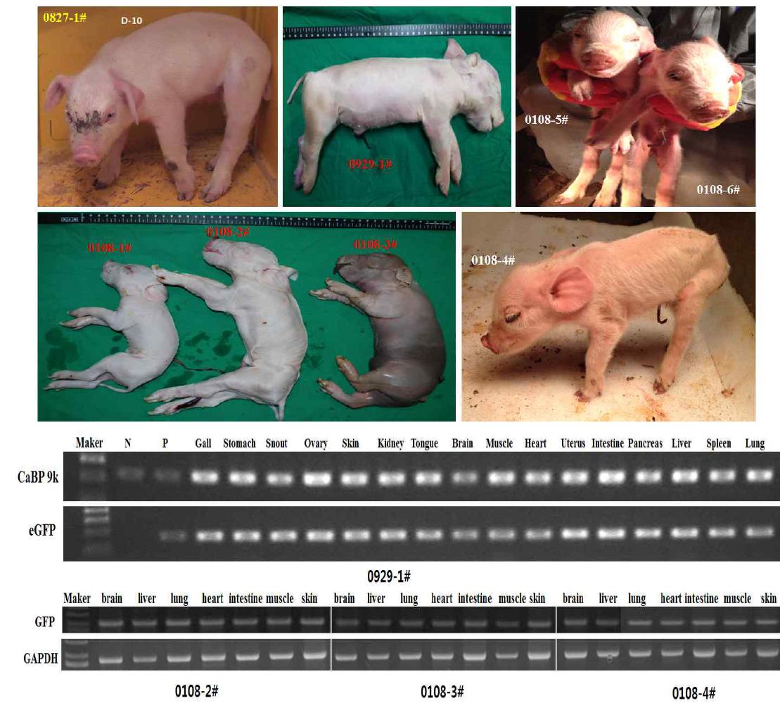 Tet on/off 시스템에 의한 형질전환 돼지의 성공적인 생산 및 태여난 형질전환복제돼지의 태반와 태줄의 GFP유전자 발현을 RT-PCR로 확인결과 태반과 태줄에서 GFP유전자 가 전부 들어 있음을 확인.