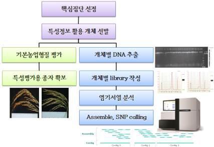 본연구에 적용된 벼 유전자원 특성 평가 및유전체 재분석 모식도