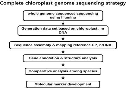 Whole genome sequencing을 통한 chloroplast DNA 염기서열 결정 strategy