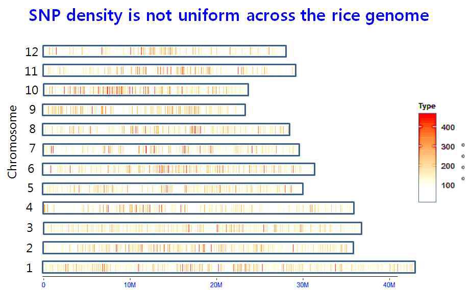 SNP 분포의 genome 내 특성