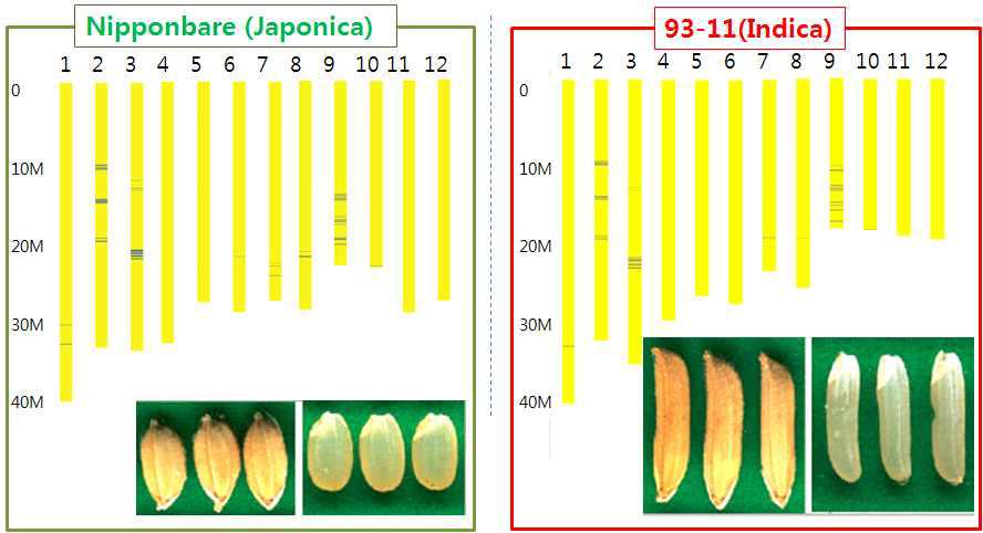 Japonica 및 Indica 생태형 특이적인 SNP의 벼 genome 내의 분포
