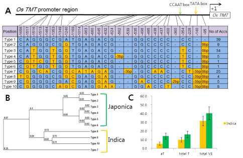 Nucleotide polymorphism in promoter region of osTMT