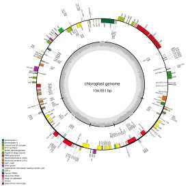 SUWON 255의 chloroplast genome map