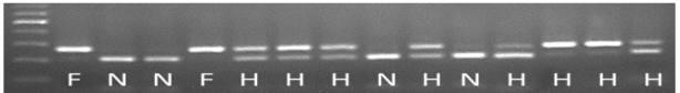 Segregation of E14I genotypes in F2 population.