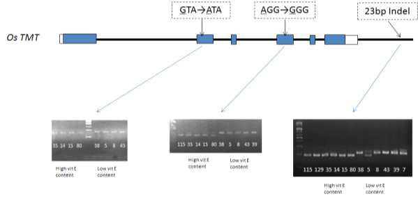 Sequence variations in osTMT