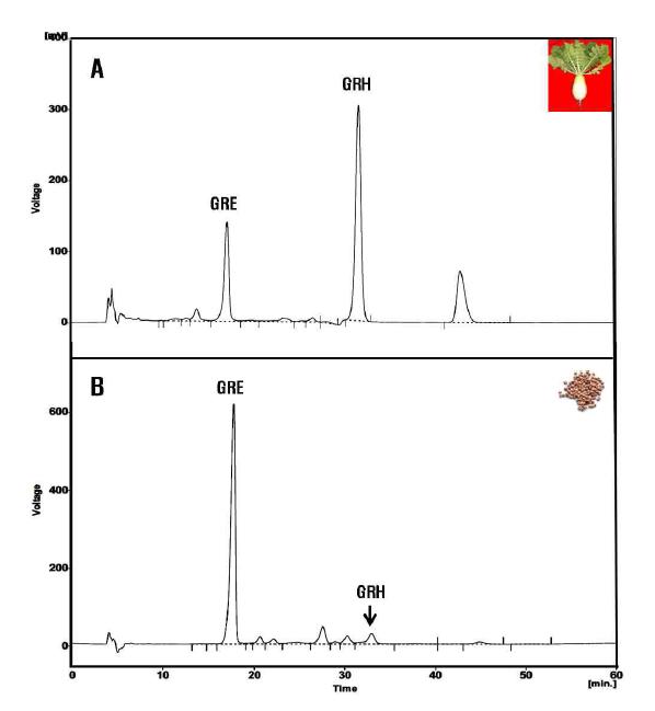 HPLC profile of glucoraphasatin(GRH) and glucoraphenin(GRE) from radish root and leaves (A) and seeds(B).