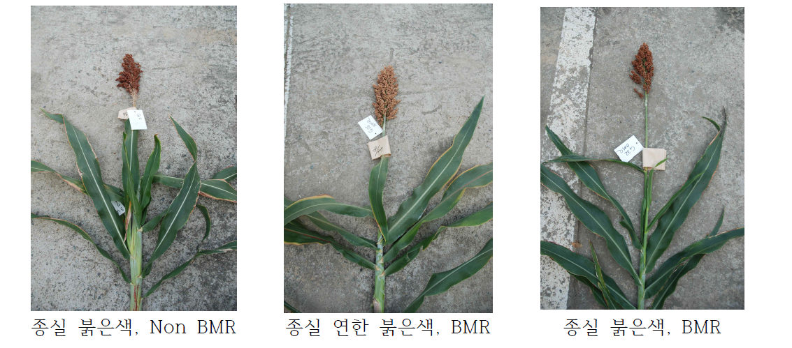 방임수분 F3 개체의 BMR 후대 발현양상