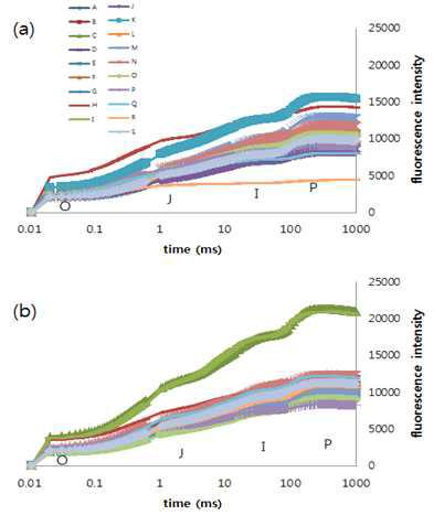 The polyphasic chlorophyll a fluorescence rise OJIP of 19 sorghum mutants recorded under control (a) and wet stress conditions (b) and plotted on a logarithmic time scale.