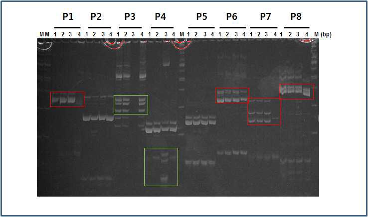 EtBr-stained polyacylamide gel profile of polymorphic PCR products amplified type (3: BTx623), and a Korean elite cultivar (4: Whangkeumchal) with a 100 bp molecular size marker (M).