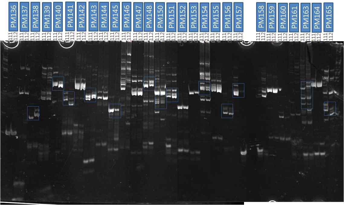 Polymorphic SSR primer selection between IS3620C(111) and BTx623(112)