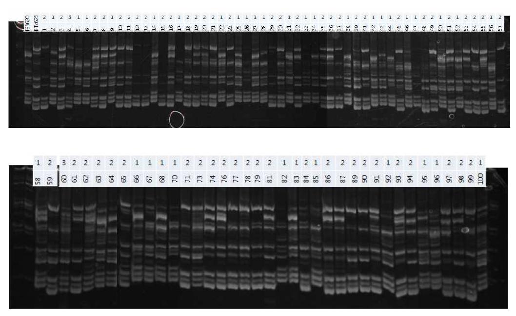 EtBr-stained polyacylamide gel profile of segregation of polymorphic PCR products amplified from genomic DNA of sorghum RILs and their parent lines with selected primer pairs.