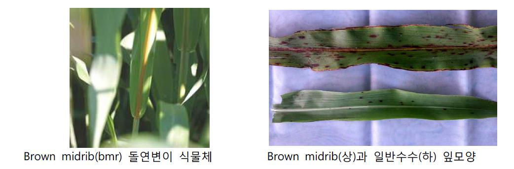 BMR(Brown midrib) 돌연변이 식물체와 일반수수의 모양