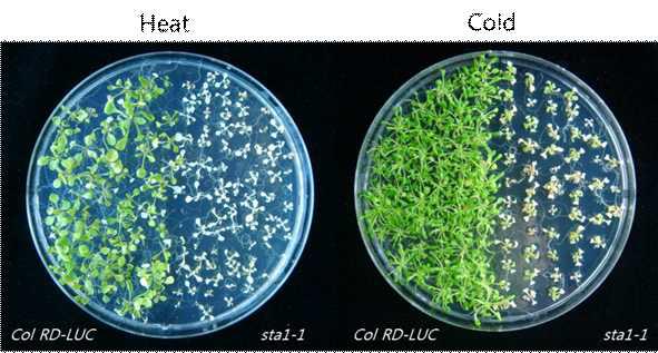 Sensitivity of sta1-1 under heat or cold stresses