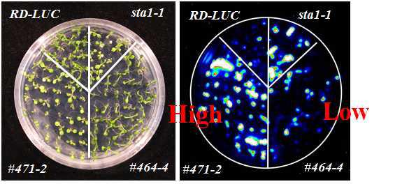 Exmaples of confirmation of sta1-1 enhancer/suppressor using luminescence imaging system