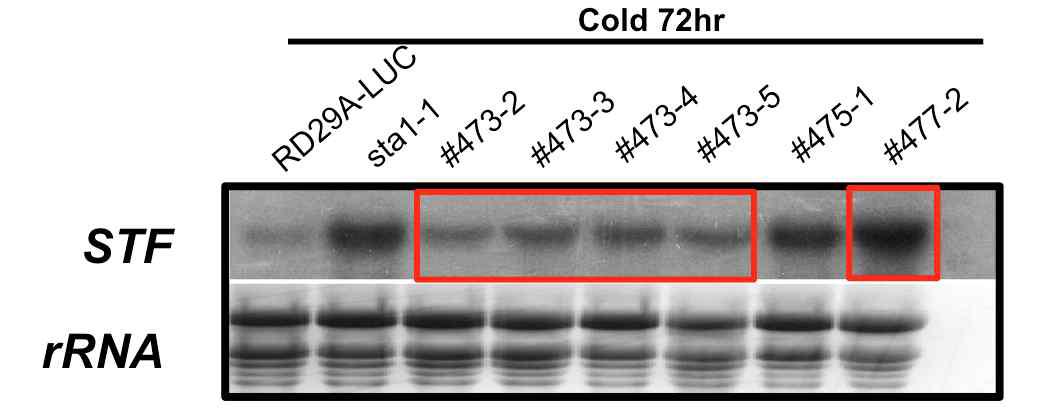 Transcript stability in sta1-1 enhancers/suppressors