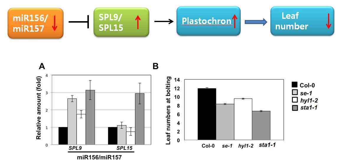 Leaf number regulation by microRNA and its target genes