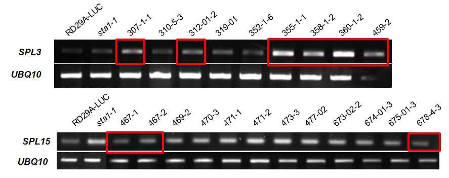 SPL gene transcript changes as indirect indication of miRNA level alteration