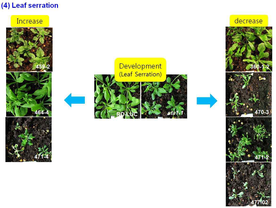 Alteration of leaf serration in sta1-1 suppressor/enhancer