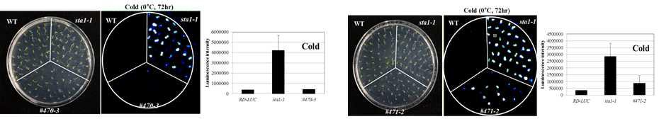 Isolation of sta1-1 enhancer/suppressor #470-3 & #471-2