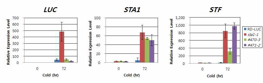 Expression levels of endogenous LUC, STA1, and STF gene