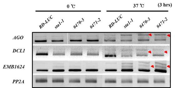 Splicing defects in sta1-1 and its enhancer/suppressor, #470-3 & #471-2