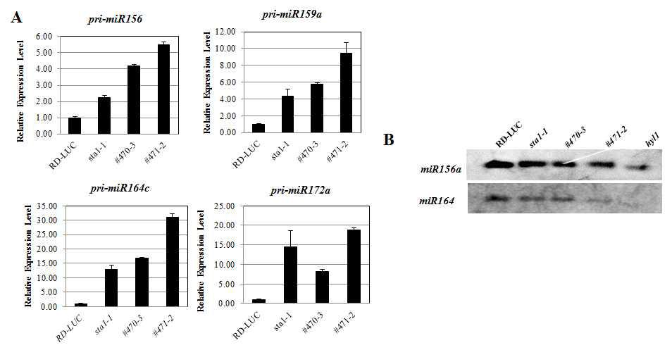 Expression Analysis of selected primary miRNA and miRNA