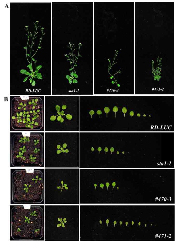 Phenotypic comparison of WT, sta1-1 and sta1-1 enhancer/suppressor, #470-3 & #471-2