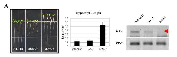 Hypocotyl elongation and HY2 transcripts level in #470-3